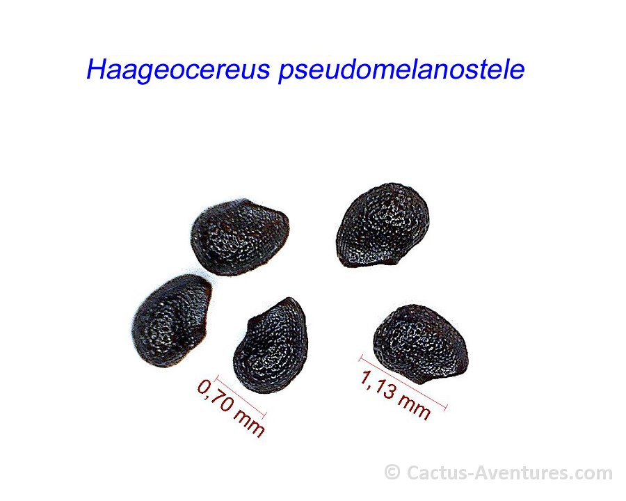 Haageocereus pseudomelanostele